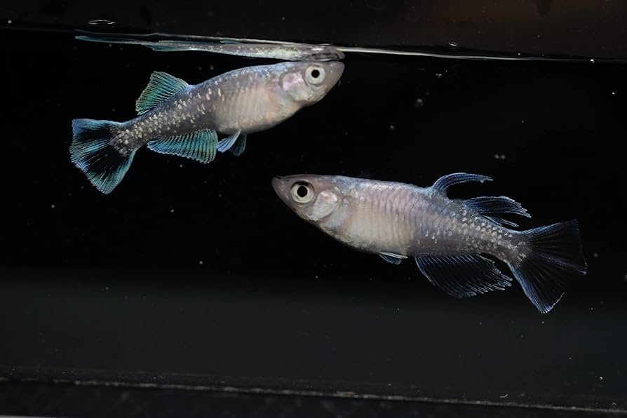 旅行中　メダリスト　全11種フルコンプ セット　4セット イーカプコン |CAPCOM FIGURE BUILDER CUBE MONSTER HUNTER 4体